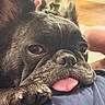 Bo joined the competition — help win amazing prizes! dog, french_bulldog, tongue_out, paw, close_up, resting, sleepy, indoor, pet, cute, animal, face, fur, nose, ears, expression, domestic_animal, mammal, companion, relaxed
