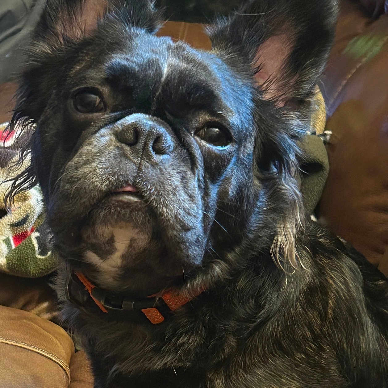Bo