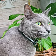 Taz a rejoint le concours — aidez-le/la à gagner de superbes lots ! animal, basket, brick_wall, cat, closeup, collar, curious, domestic_cat, feline, fur, gray_cat, green_eyes, houseplant, indoor, leaf, pet, plant, portrait, side_view, whiskers