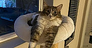 Peanut joined the competition — help win amazing prizes! animal, cat, cat_bed, comfortable, cozy, curious, curtains, domestic, evening, feline, fur, home, indoor, paw, pet, relaxed, resting, soft_light, stretching, window