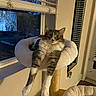 Peanut joined the competition — help win amazing prizes! cat, cat_bed, feline, window, indoor, pet, fur, relaxed, stretching, cozy, evening, home, animal, curious, soft_light, curtains, paw, resting, comfortable, domestic
