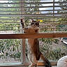 cat, window, blinds, curious, pet, indoor, standing, fur, tail, tree, leafy, house, rooftop, daylight, animal, playful, window_sill, domestic, mischievous, feline