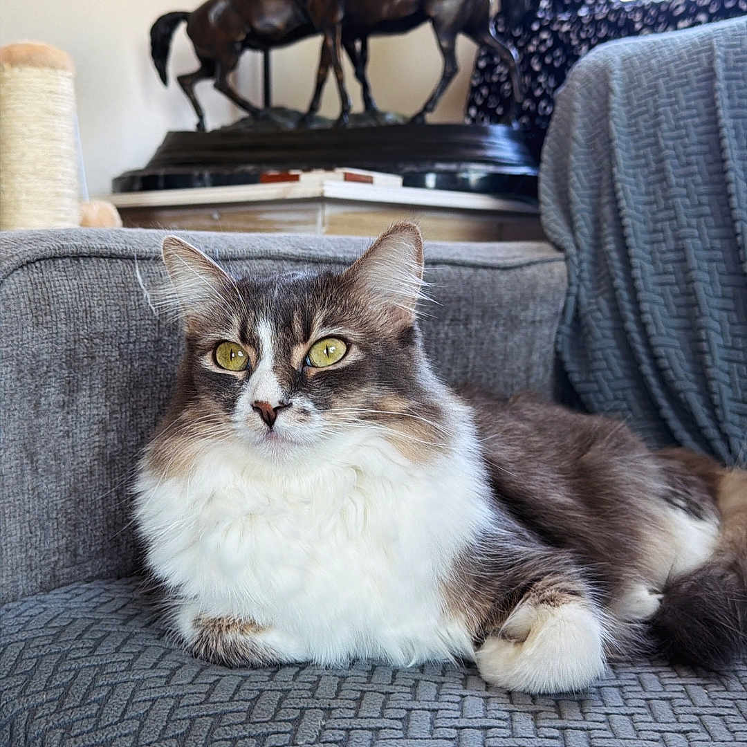 Peanut joined the competition — help win amazing prizes! cat, feline, pet, indoor, couch, gray_fabric, sculpture, horse_statue, window, natural_light, decor, animal, relaxed, yellow_eyes, fluffy, furniture, text_overlay, pink_text, home, cozy
