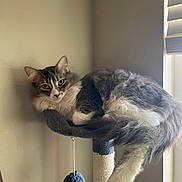 Peanut is registered to the contest to win money with this photo: cat, feline, pet, gray, white, fluffy, cat_perch, window, indoor, relaxed, resting, animal, fur, whiskers, ears, tail, toy, hanging_ball, natural_light, home
