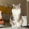 Peanut joined the competition — help win amazing prizes! cat, indoor, feline, pet, animal, fur, yellow_eyes, sitting, countertop, granite, decor, painting, lamp, cozy, home, table, curious, fluffy, portrait, domestic