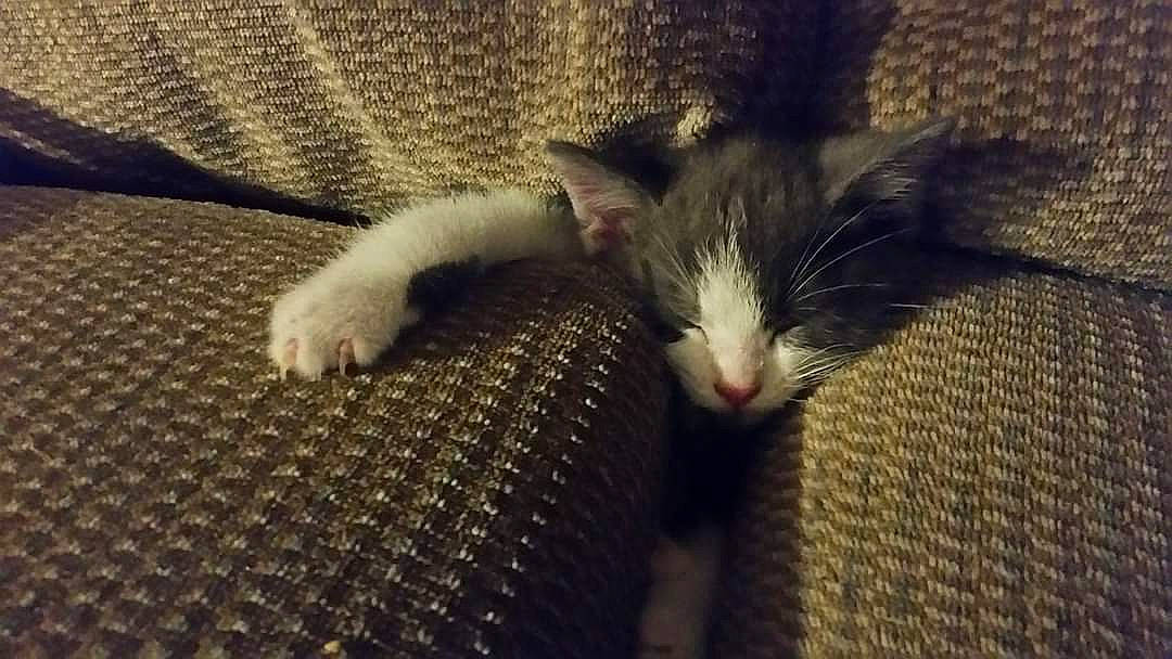 Blade is registered to the contest to win money with this photo: carnivore, cat, claw, comfort, domestic_short_haired_cat, felidae, foot, fur, nap, paw, small_to_medium_sized_cats, snout, tail, terrestrial_animal, whiskers, woven_fabric