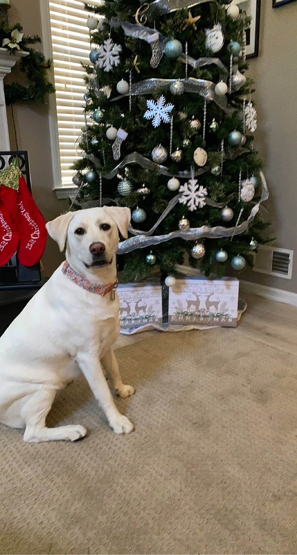 Maggie is registered to the contest to win money with this photo: canidae, carnivore, christmas, christmas_decoration, christmas_eve, christmas_ornament, christmas_tree, collar, companion_dog, dog, dog_breed, dog_collar, floor, holiday, home, interior_design, pet_supply, retriever, snout, sporting_group