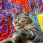 Simba a rejoint le concours — aidez-le/la à gagner de superbes lots ! cat, tabby, pet, sleeping, eyes_closed, whiskers, fur, blanket, colorful, paisley_pattern, textile, pillow, cozy, indoor, close_up, resting, paw, nose, muzzle, bed