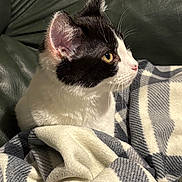 Oreo joined the competition — help win amazing prizes! cat, black_and_white, pet, animal, blanket, cozy, indoor, feline, plaid, leather_couch, curious, whiskers, ears, fur, closeup, side_profile, snug, domestic, cute, resting