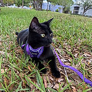 Sir. Bastion joined the competition — help win amazing prizes! black_cat, cat, pet, grass, leaves, purple_harness, leash, outdoor, nature, animal, feline, alert, yellow_eyes, trees, sky, daytime, greenery, resting, closeup, park