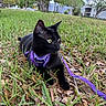 black_cat, cat, pet, grass, leaves, purple_harness, leash, outdoor, nature, animal, feline, alert, yellow_eyes, trees, sky, daytime, greenery, resting, closeup, park