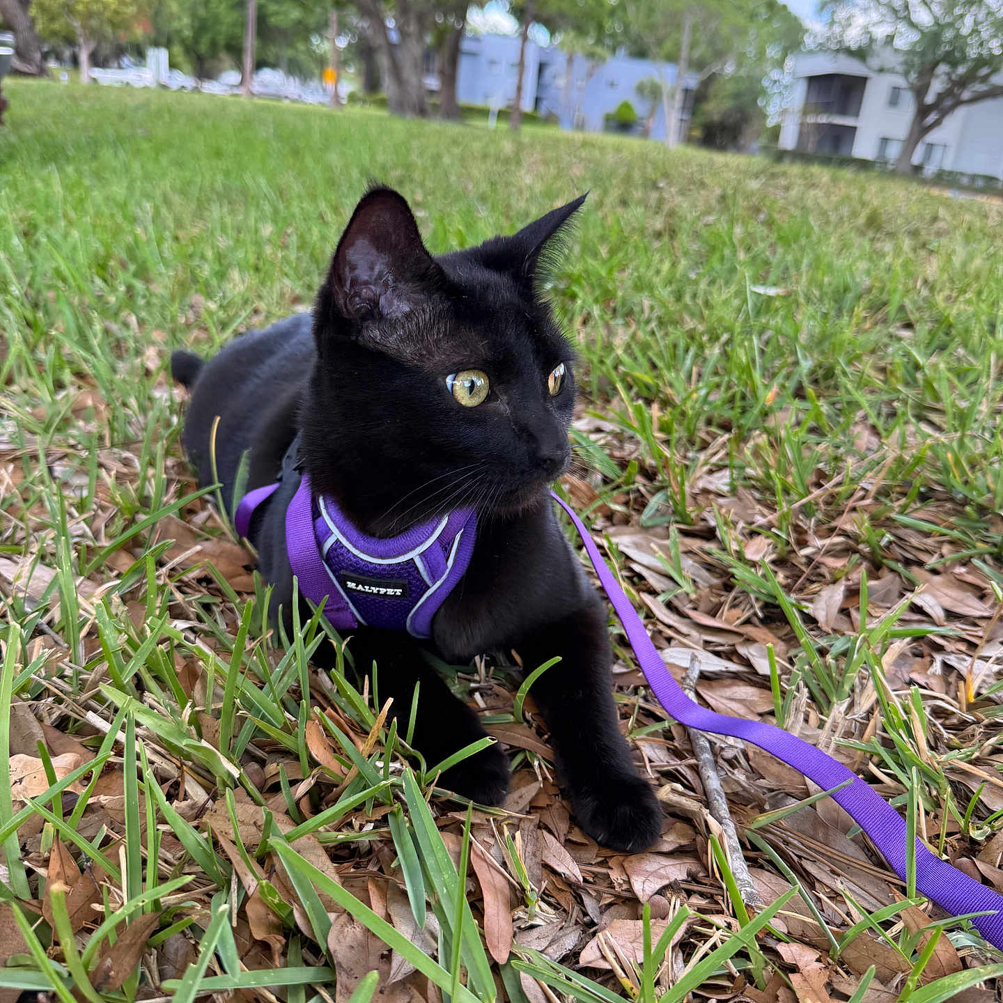Sir. Bastion joined the competition — help win amazing prizes! black_cat, cat, pet, grass, leaves, purple_harness, leash, outdoor, nature, animal, feline, alert, yellow_eyes, trees, sky, daytime, greenery, resting, closeup, park