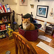 Gatsby is registered to the contest to win money with this photo: cat, orange_cat, bag, wooden_table, chair, toaster, vacuum_cleaner, food_packages, books, wall_art, kitchen, dining_room, wooden_floor, envelope, paper_towel, shelf, decorations, cupboard, household_items, pet