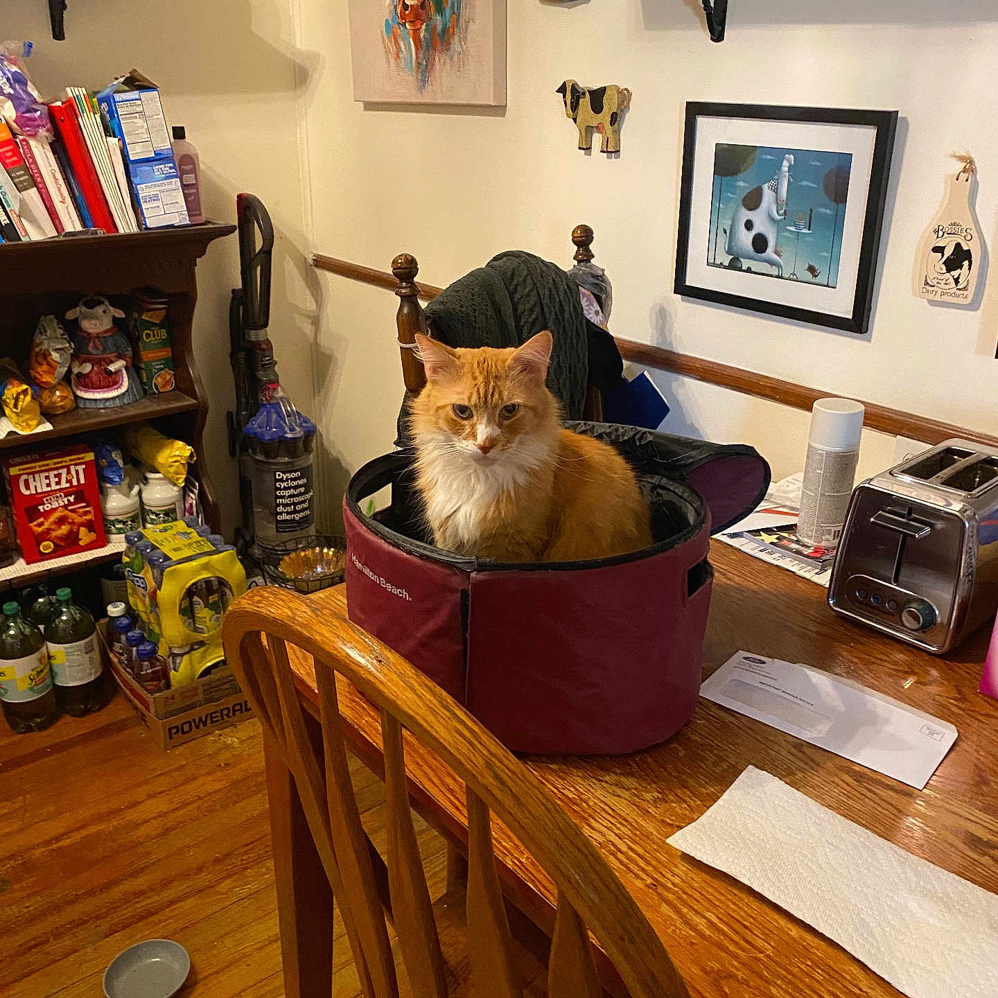 Gatsby is registered to the contest to win money with this photo: cat, orange_cat, bag, wooden_table, chair, toaster, vacuum_cleaner, food_packages, books, wall_art, kitchen, dining_room, wooden_floor, envelope, paper_towel, shelf, decorations, cupboard, household_items, pet