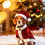 dog, beagle, christmas, holiday, santa_hat, santa_costume, festive, indoor, decorations, tree, lights, bokeh, fur, pet, cute, costume, white_rug, collar, tag, seasonal