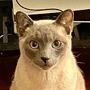 Rudy joined the competition — help win amazing prizes! animal, cat, close_up, cream_colored, dark_background, dramatic_lighting, ears, eyes, feline, fluffy, fur, gray_markings, indoor, looking_at_camera, nose, pet, photography, portrait, sitting, whiskers