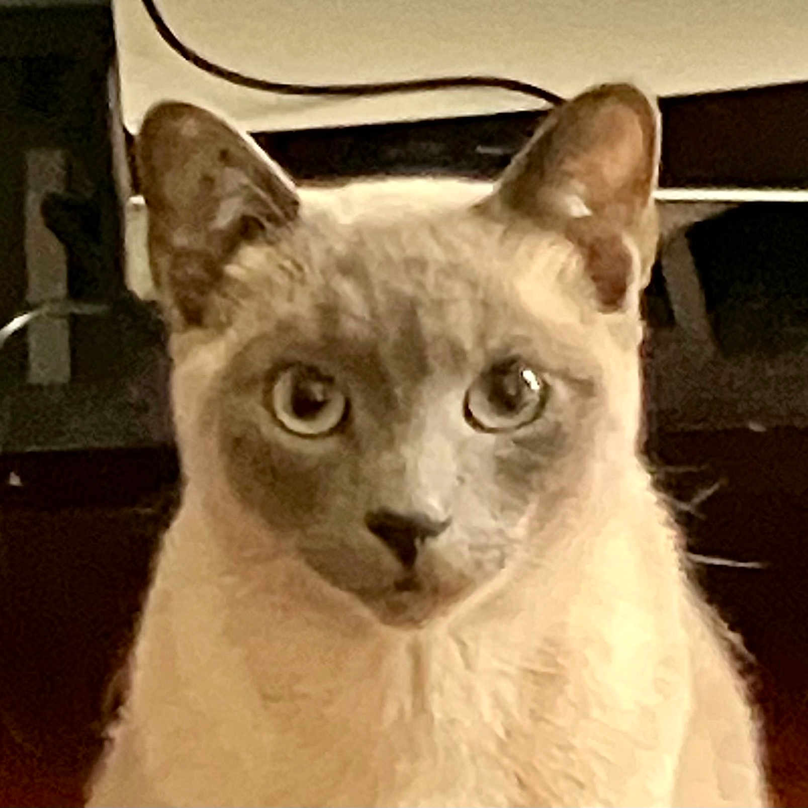 Rudy