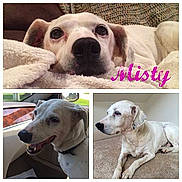 Misty joined the competition — help win amazing prizes!