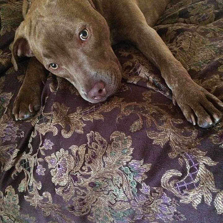 Nala