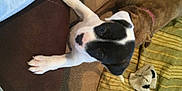 Panda is registered to the contest to win money with this photo: