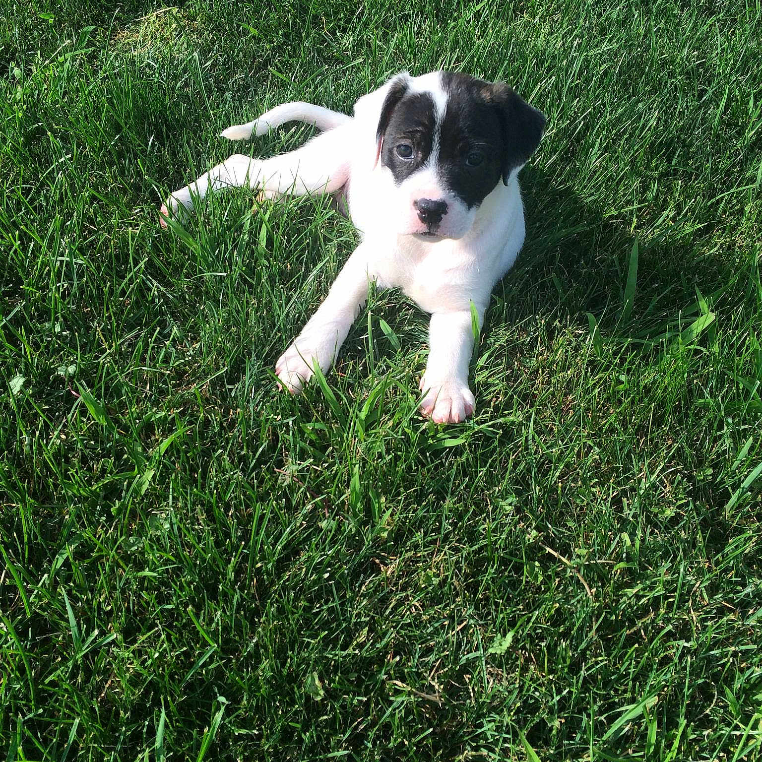 Panda is registered to the contest to win money with this photo: