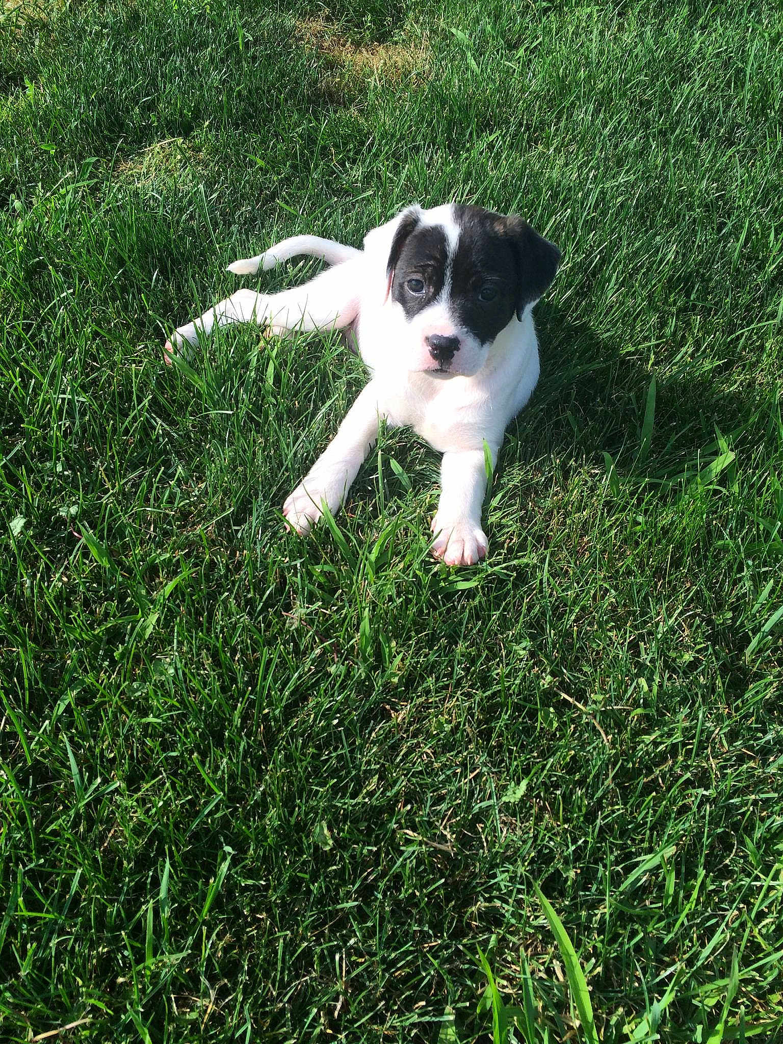 Panda is registered to the contest to win money with this photo: