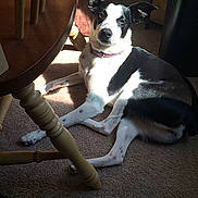 Freckles is registered to the contest to win money with this photo: