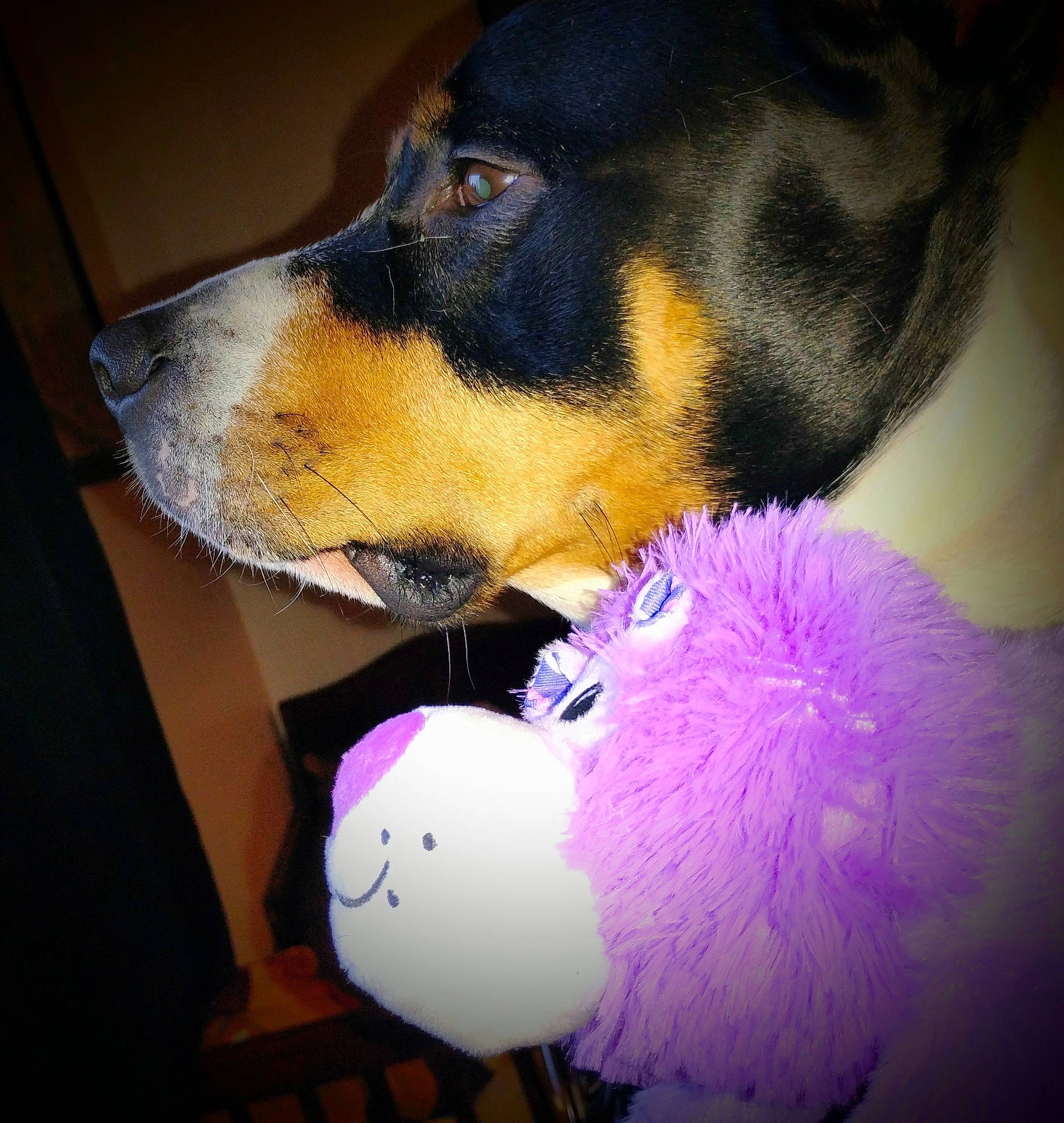 R Two is registered to the contest to win money with this photo: animal, close_up, companion, cute, dog, domestic_animal, fur, indoor, muzzle, pet, playful, portrait, purple, side_view, snout, soft_toy, stuffed_toy, toy, tricolor, whiskers