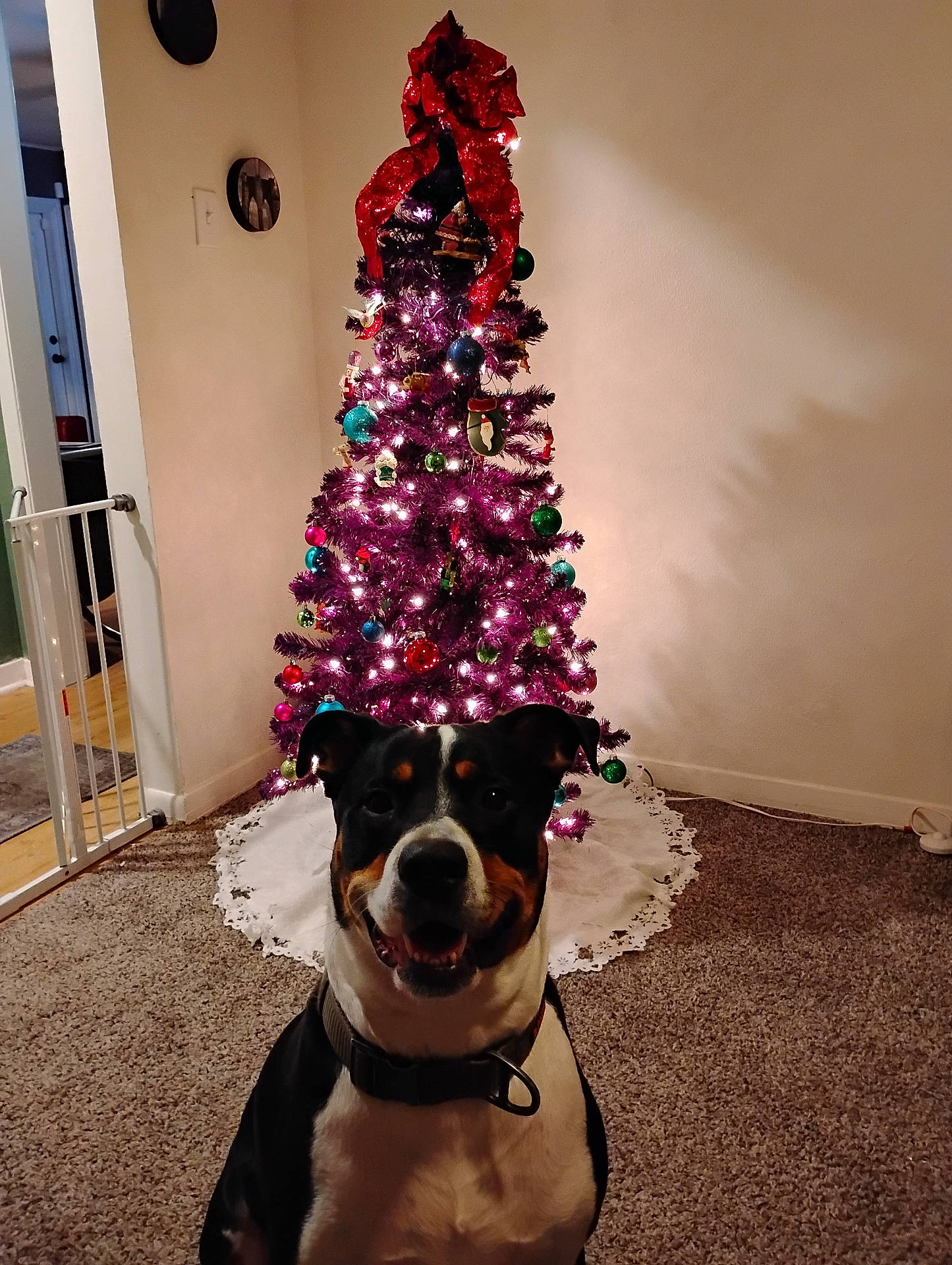 baby_gate, carpet, christmas_tree, collar, decorations, dog, door, festive, floor, happy, holiday, indoor, lights, ornaments, pet, purple_tree, red_bow, room, smiling_dog, wall