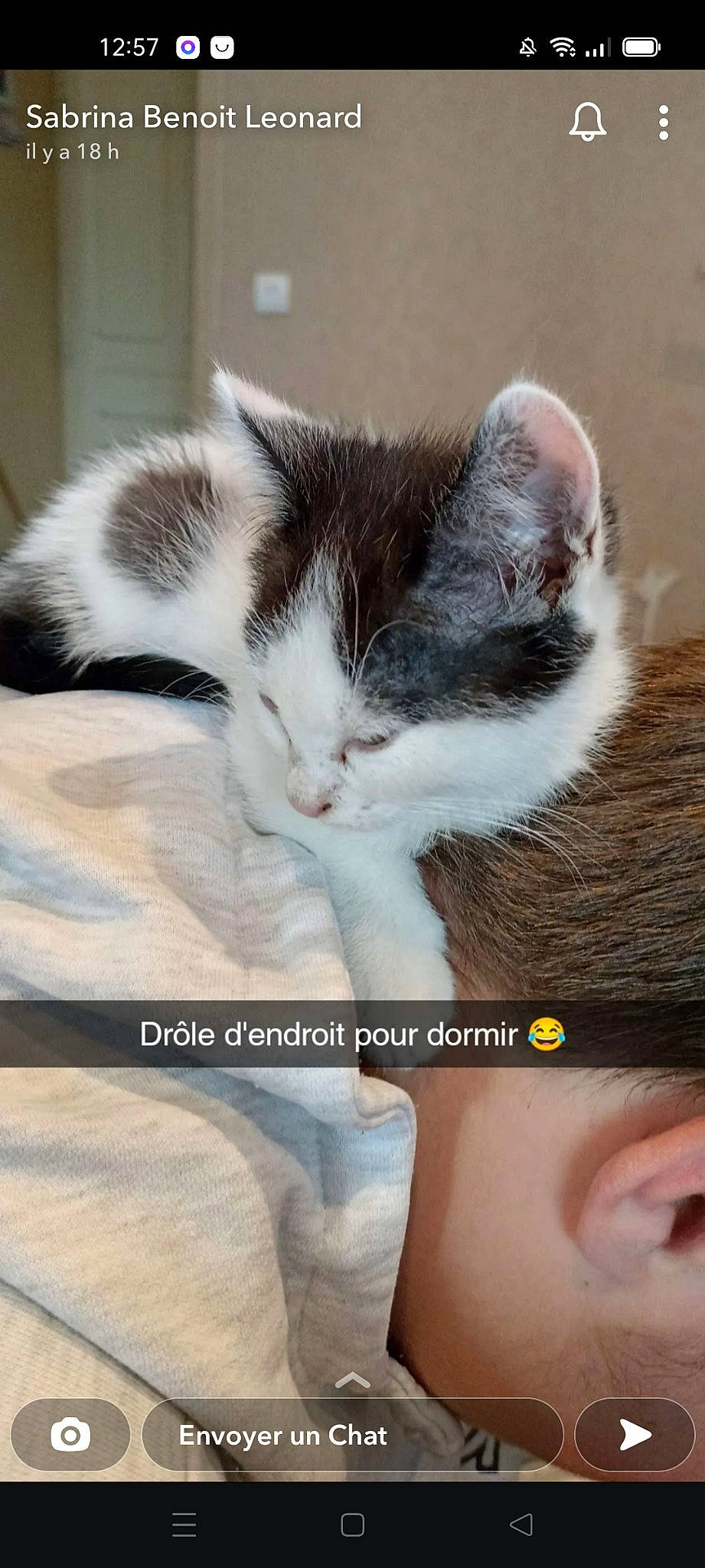 Minnie participe au concours pour gagner de l'argent avec cette photo : carnivore, cat, claw, comfort, domestic_short_haired_cat, felidae, foot, fur, gesture, hand, happy, love, nose, paw, photo_caption, plant, small_to_medium_sized_cats, snout, tail, whiskers