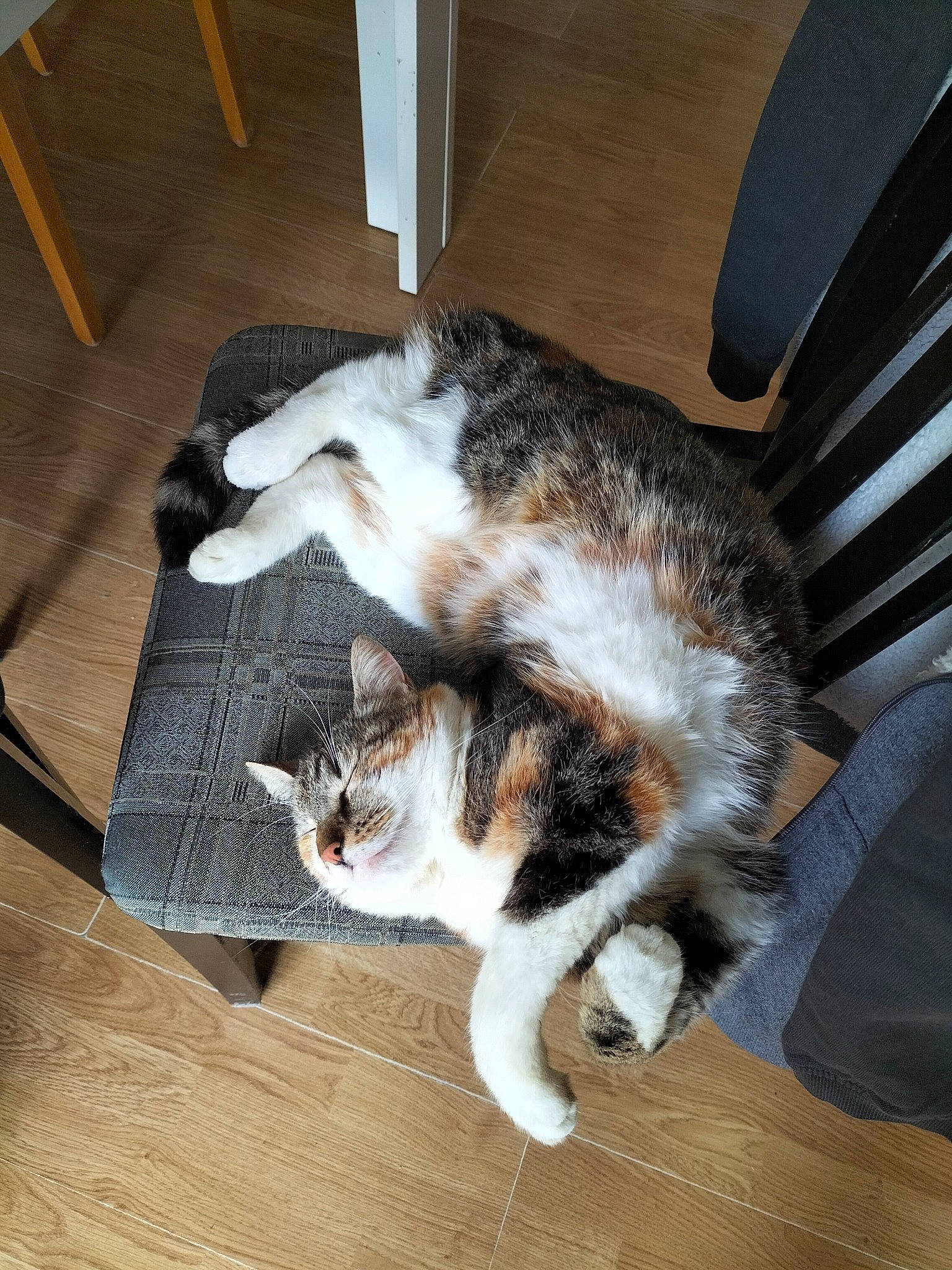 Minnie participe au concours pour gagner de l'argent avec cette photo : canidae, carnivore, cat, claw, comfort, dog_breed, domestic_short_haired_cat, felidae, floor, flooring, fur, hardwood, lap, paw, small_to_medium_sized_cats, snout, tail, vertebrate, whiskers, wood