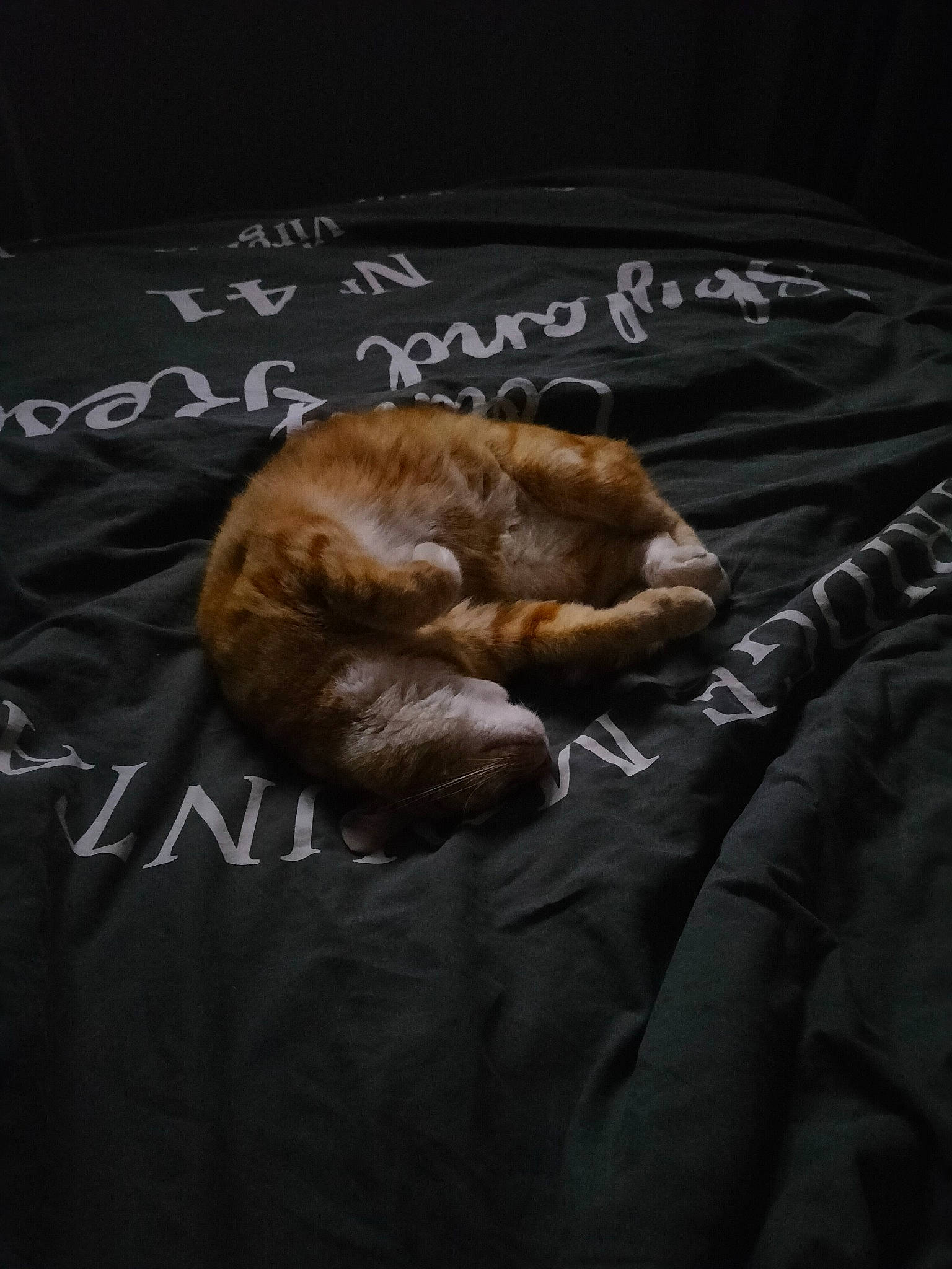 Minnie participe au concours pour gagner de l'argent avec cette photo : bedding, brown, canidae, carnivore, cat, comfort, companion_dog, dog_breed, fawn, felidae, fur, handwriting, linens, liver, nap, small_to_medium_sized_cats, snout, sporting_group, tail, whiskers