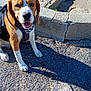Klein participe au concours pour gagner de l'argent avec cette photo : animal, beagle, black, brown, closeup, concrete, daytime, dog, ears, happy, harness, outdoor, pavement, pet, shadow, sitting, steps, sunlight, tongue_out, white