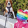 animal, bag, beagle, bush, calm, concrete, daylight, dog, greenery, harness, leash, marseille, nature, outdoor, pet, portrait, rainbow, sidewalk, sitting, towel