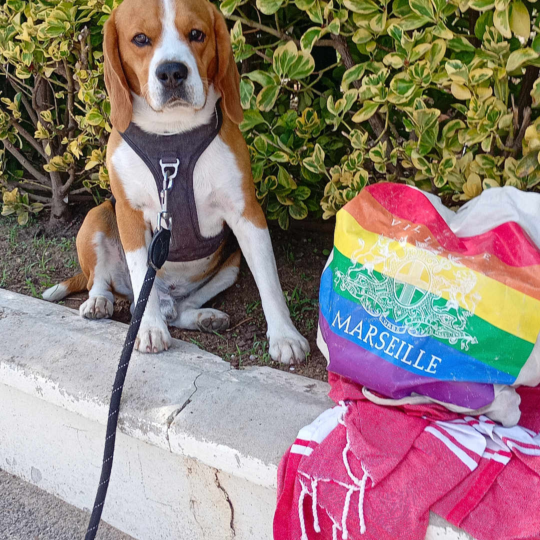 Klein participe au concours pour gagner de l'argent avec cette photo : animal, bag, beagle, bush, calm, concrete, daylight, dog, greenery, harness, leash, marseille, nature, outdoor, pet, portrait, rainbow, sidewalk, sitting, towel