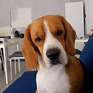 Klein participe au concours pour gagner de l'argent avec cette photo : appliance, beagle, blue_couch, canine, chair, couch, curious, dog, domestic_animal, ears, face, floor, fur, head_tilt, home, indoor, living_room, pet, table, white_and_brown