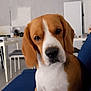 appliance, beagle, blue_couch, canine, chair, couch, curious, dog, domestic_animal, ears, face, floor, fur, head_tilt, home, indoor, living_room, pet, table, white_and_brown