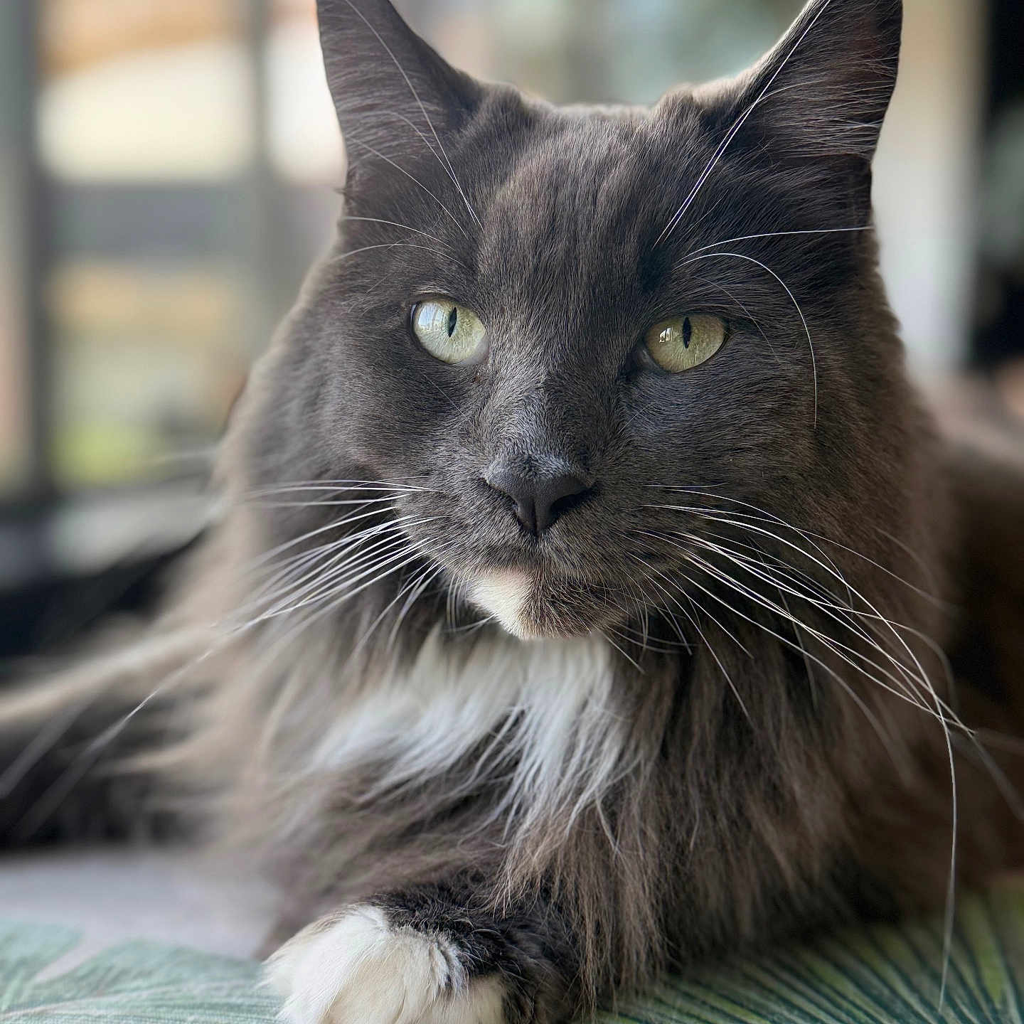Thèsée participe au concours pour gagner de l'argent avec cette photo : animal, background_blur, cat, close_up, cute, domestic_cat, feline, fluffy, focus, gray_cat, green_eyes, indoor, leaf_pattern, pet, portrait, relaxed, resting, soft_fur, whiskers, white_paws