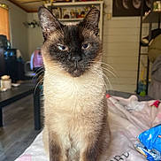 Moka is registered to the contest to win money with this photo: cat, siamese_cat, pet, indoor, whiskers, ears, blue_eyes, sitting, portrait, bed, blanket, living_room, shelf, decor, snack_bag, table, floor, close_up, fur, curious_expression