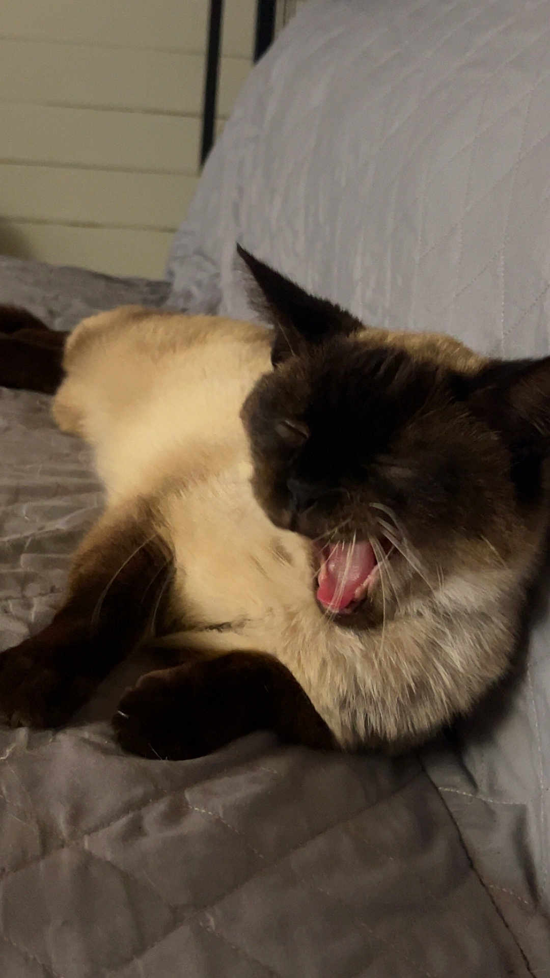 Moka is registered to the contest to win money with this photo: cat, siamese_cat, yawning, pet, indoor, bed, bedding, quilt, paw, whiskers, fur, sleepy, mouth_open, tongue, close_up, portrait, animal, cozy, nighttime, ear