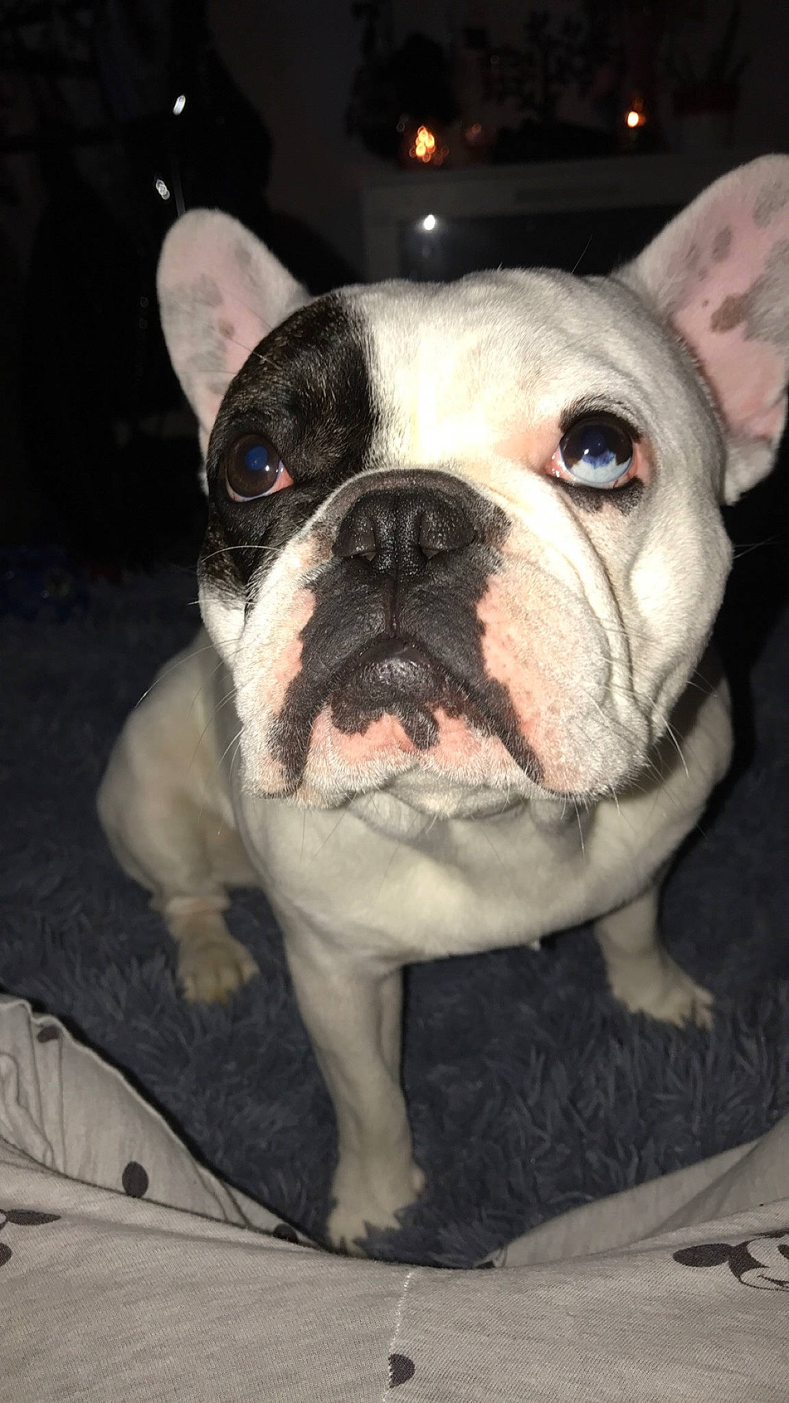 Taken participe au concours pour gagner de l'argent avec cette photo : bulldog, canidae, carnivore, companion_dog, dessert, dog, dog_breed, ear, fawn, natural_material, non_sporting_group, photography, snout, sporting_group, terrestrial_animal, whiskers, working_animal, wrinkle