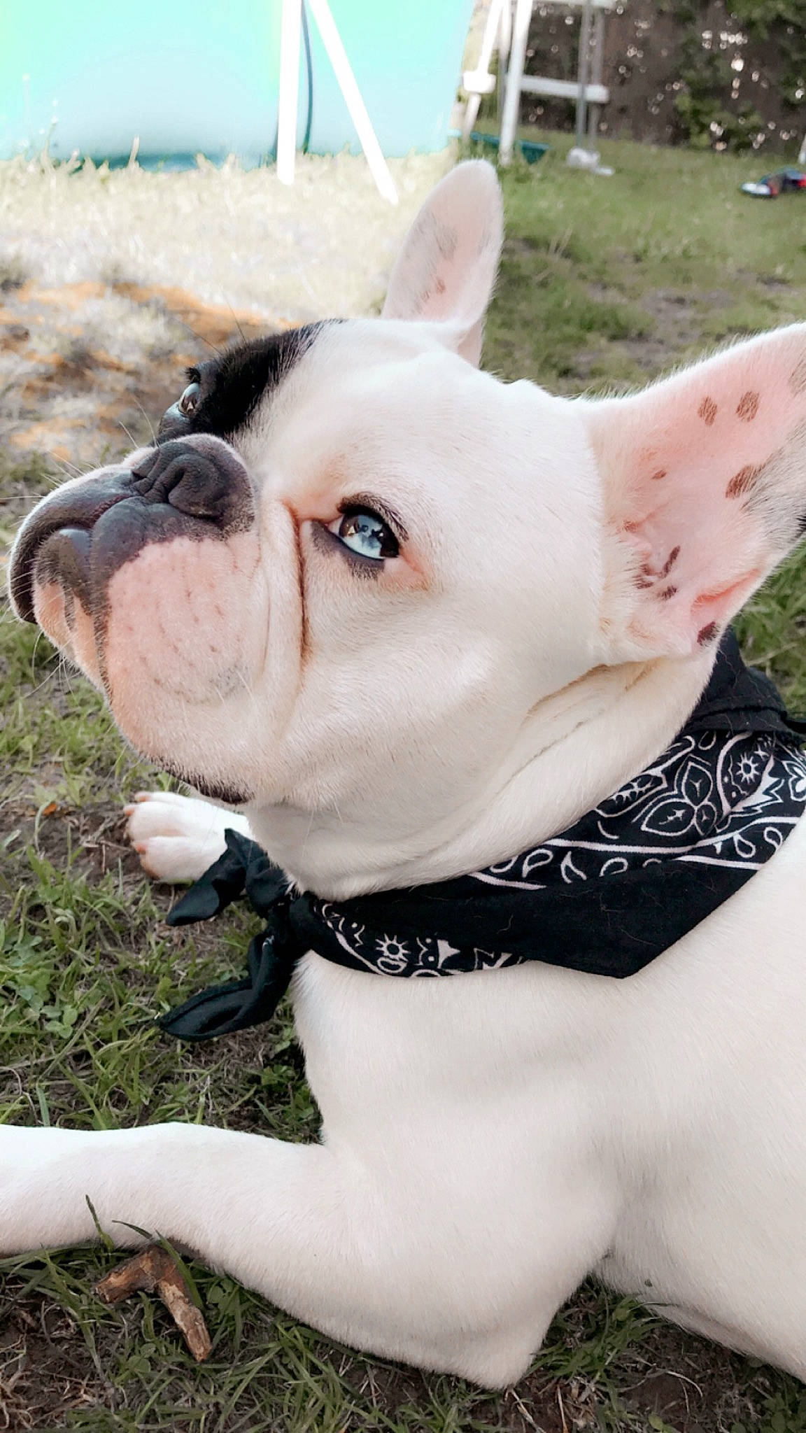 Taken participe au concours pour gagner de l'argent avec cette photo : bulldog, carnivore, close_up, collar, companion_dog, dog, dog_breed, dog_clothes, dog_collar, ear, fawn, fur, grass, pink, plant, snout, sporting_group, toy_dog, whiskers, working_animal