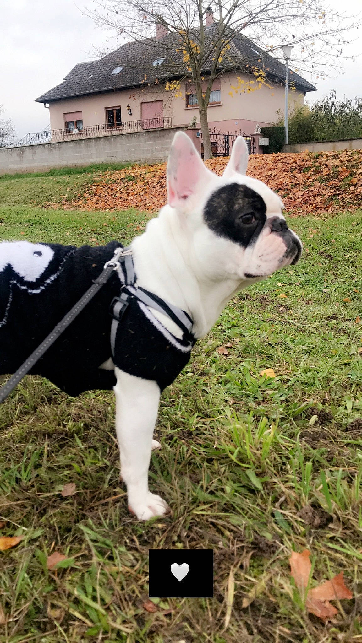 Taken participe au concours pour gagner de l'argent avec cette photo : bulldog, canidae, carnivore, collar, companion_dog, dog, dog_breed, dog_collar, fashion_accessory, fawn, grass, house, pet_supply, plant, sky, snout, sporting_group, tail, tree, working_animal