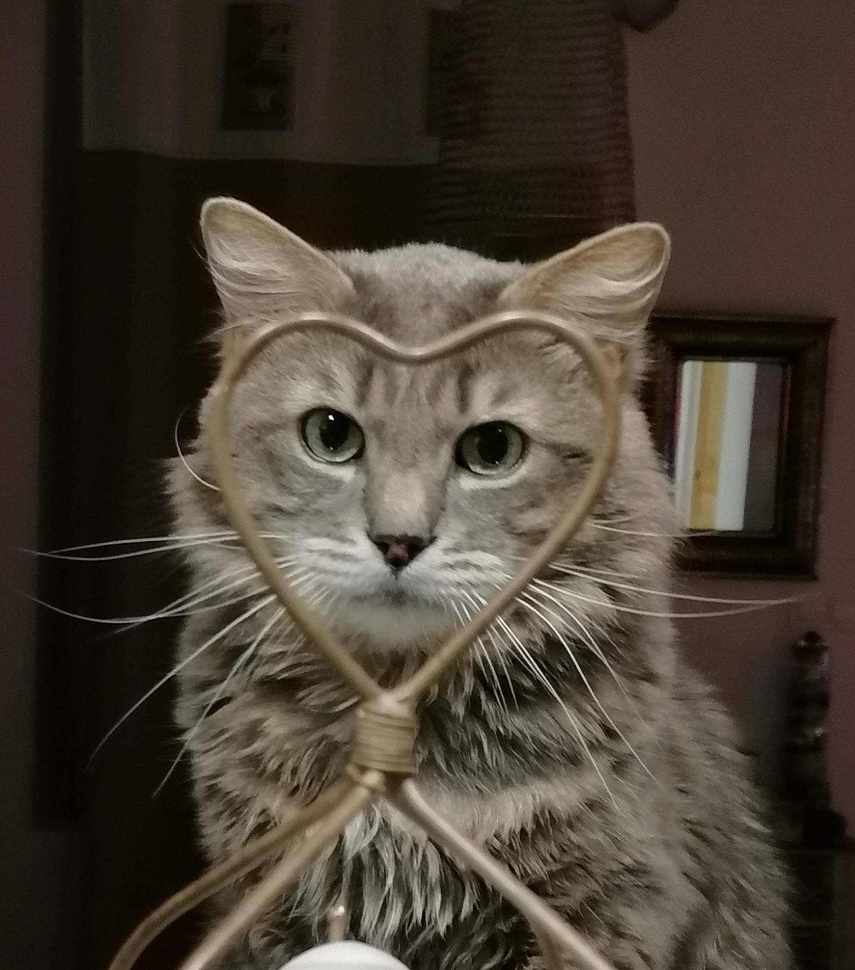 Hermes participe au concours pour gagner de l'argent avec cette photo : art, carnivore, cat, domestic_short_haired_cat, felidae, fur, grey, sculpture, small_to_medium_sized_cats, snout, terrestrial_animal, whiskers, window