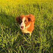 Bobby participe au concours pour gagner de l'argent avec cette photo : dog, brown_dog, white_dog, grass, field, outdoor, nature, sunlight, greenery, canine, pet, animal, summer, daylight, fur, ears, eyes, snout, plant, landscape