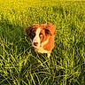 dog, brown_dog, white_dog, grass, field, outdoor, nature, sunlight, greenery, canine, pet, animal, summer, daylight, fur, ears, eyes, snout, plant, landscape
