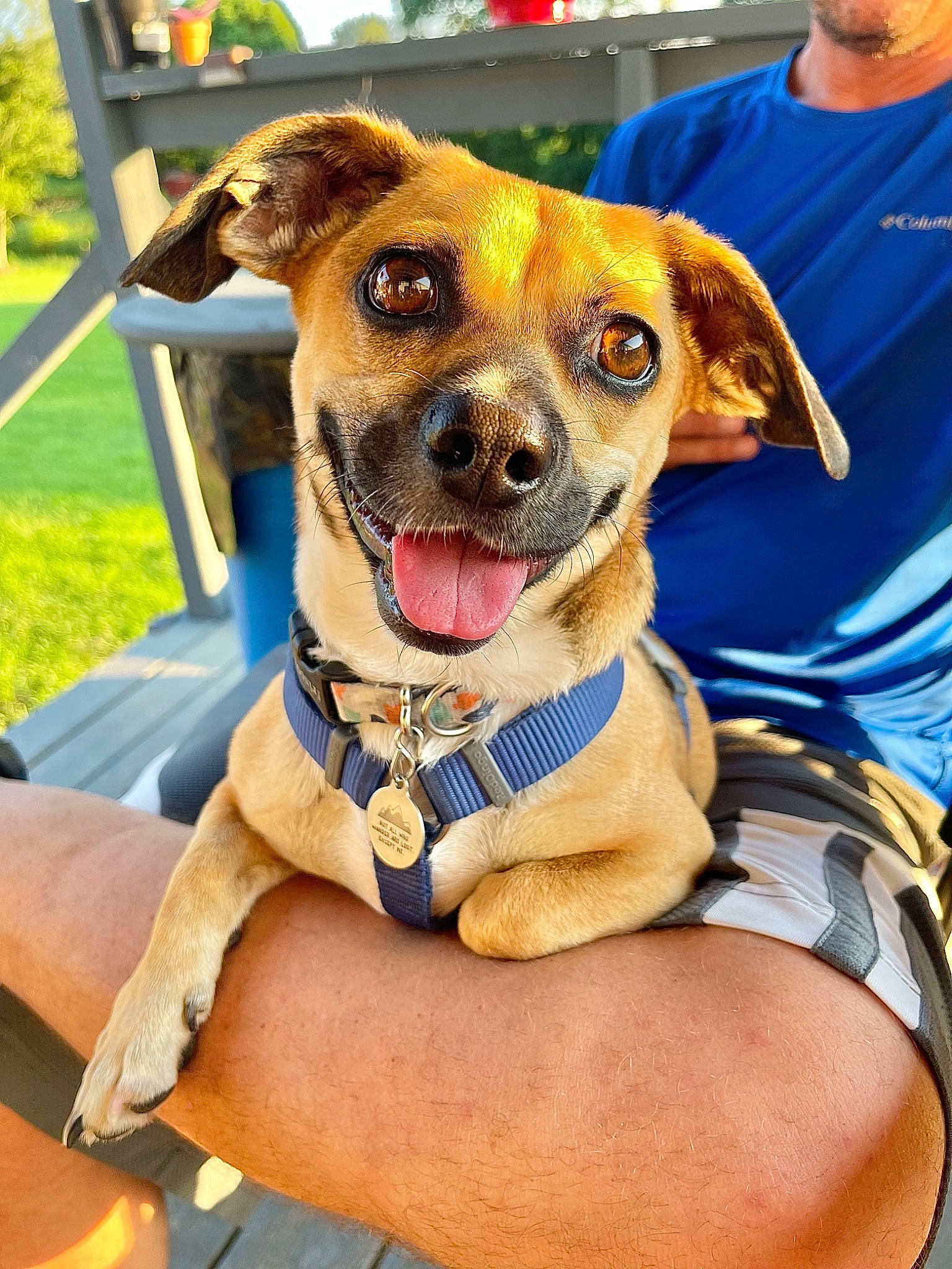 Hickory joined the competition — help win amazing prizes! adventure, canidae, carnivore, collar, companion_dog, dog, dog_breed, dog_collar, dog_supply, fashion_accessory, fawn, firefighter, fur, leash, plant, snout, sporting_group, tree, whiskers, working_animal