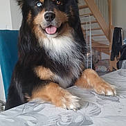 Cooky participe au concours pour gagner de l'argent avec cette photo : animal, black_fur, blue_eye, brown_eye, canine, dog, dog_paws, friendly, furry, happy, heterochromia, home_interior, indoor, pet, sitting, stairs, table, tan_fur, tongue_out, white_chest_fur