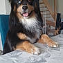 animal, black_fur, blue_eye, brown_eye, canine, dog, dog_paws, friendly, furry, happy, heterochromia, home_interior, indoor, pet, sitting, stairs, table, tan_fur, tongue_out, white_chest_fur