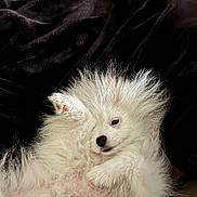 Pucci is registered to the contest to win money with this photo: adorable, animal, blanket, closeup, cute, dog, eye, fluffy, fur, indoor, lying_down, nose, paw, pet, portrait, puppy, resting, sleepy, soft, white